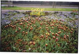 spring flowerbeds in Karlsruhe