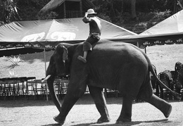 Elephant camp
