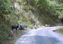 cows along the roadside