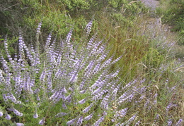 Marin wildflowers