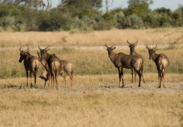 Tsessebe herd