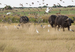 Cape Buffalo & a swarm of birds