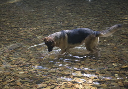 fishing dog