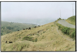 cows along Lost coast