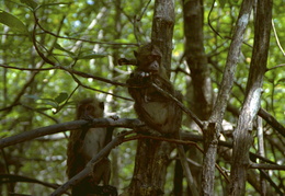 monkeys among the mangroves