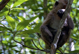 monkeys among the mangroves