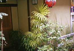 plants & lantern outside of Japanese home