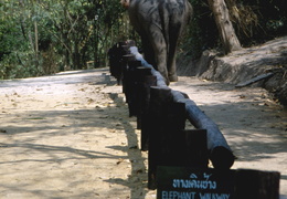 elephant camp