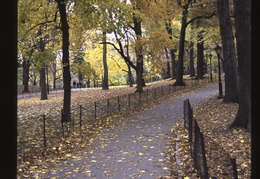 foliage in the park