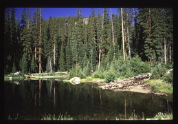 Pike National Forest
