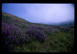 wildflowers & fog