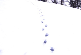 bear tracks