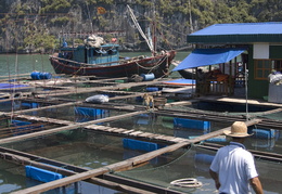 floating fishing village, Ha Long Bay