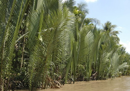 palms along the Meekong