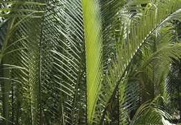 palms along the Meekong