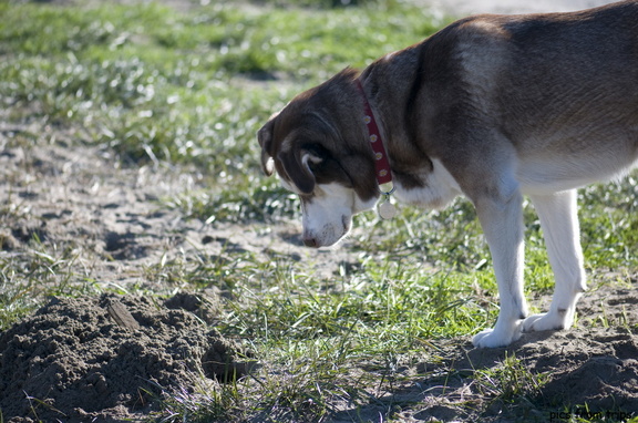 dog checks out a critter hole