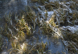 frozen stream
