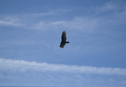soaring vulture