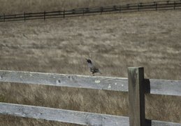 Quail and fence