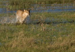Lioness crossing the water