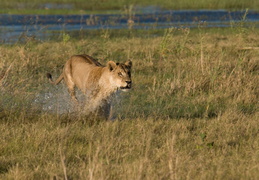 Lioness crossing the water