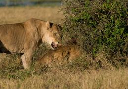 Lioness confronting Lion
