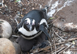 penguin with chicks