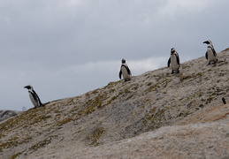 penguins heading to water