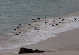 penguins emerging from the water after fishing
