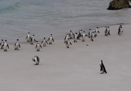 penguins emerging from the water after fishing