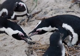 penguins arguing over a nest