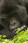 ponderous gorilla