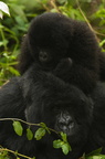 Baby Mountain Gorillas playing in the jungle - taking shelter be