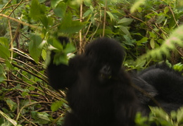 Baby Mountain Gorillas playing in the jungle