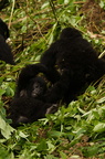 Baby Mountain Gorillas