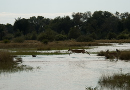 Impala crossing a stream