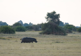 Hippo sprinting across the plains