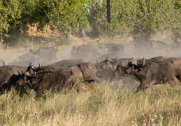 Cape Buffalo charging through the dust