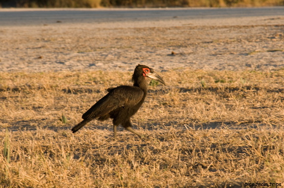 Southern-Ground Hornbill