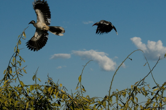 Hornbills in flight