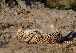 Cheetah stretch