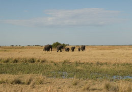 Elephants crossing the plains