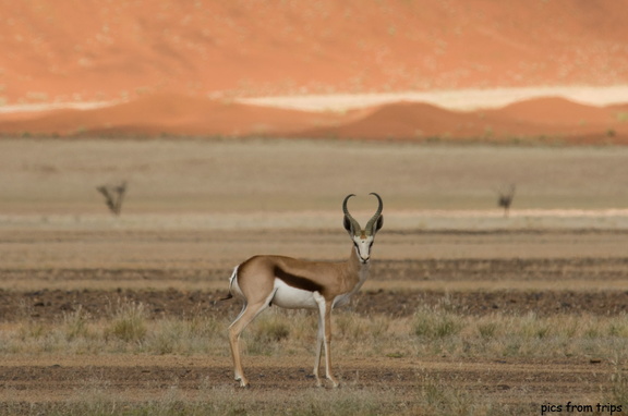 Springbok among the dunes