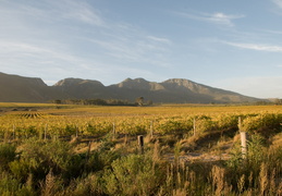 Vineyards in the South African wine country