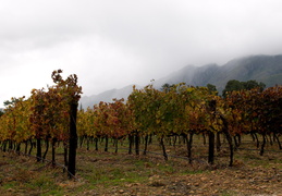 rain over the vineyards