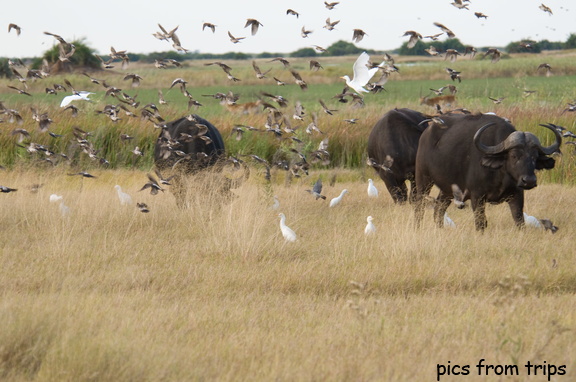 Cape Buffalo & a swarm of birds