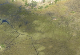 Animal track cut into the marsh