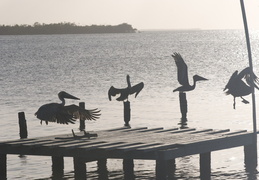 dancing pelicans