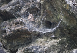 spider & web