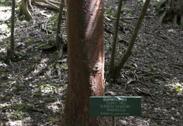 Gumbo Limbo tree